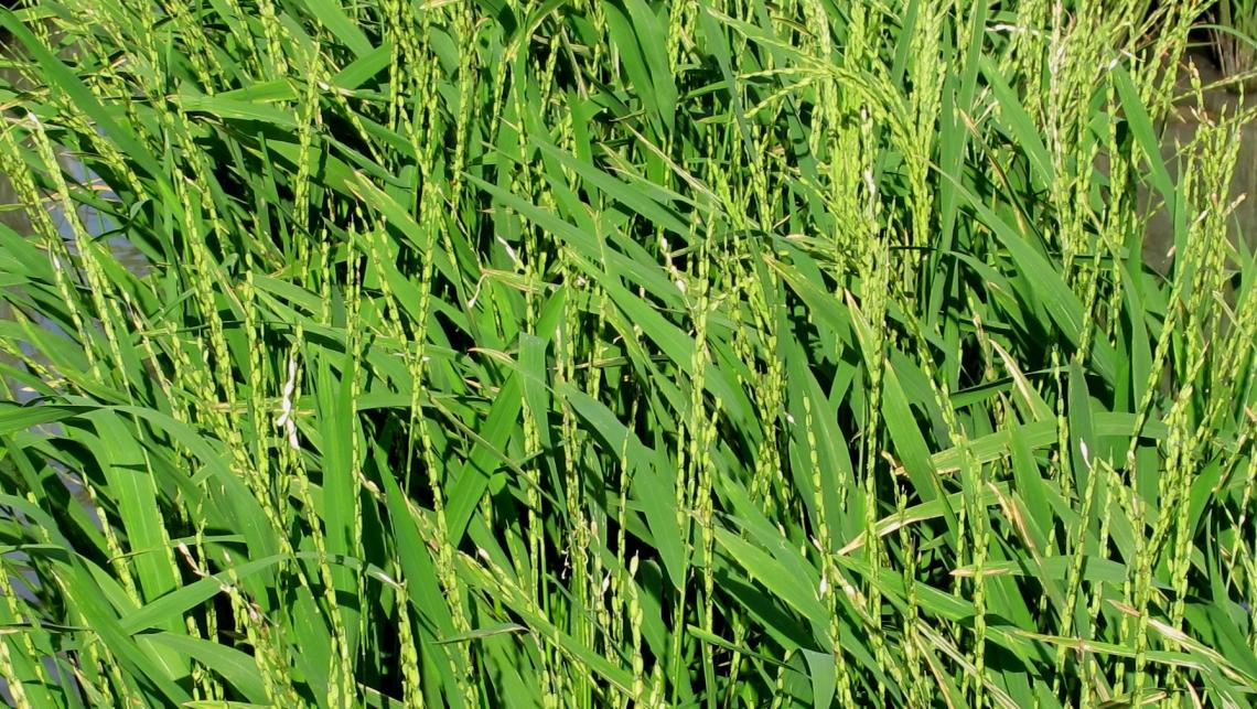 Understanding the complete genome of African rice will enable researchers and agriculturalists to develop new varieties of rice with African rice's hardiness, making them better able to adapt to conditions of a changing climate. Understanding the complete genome of African rice will enable researchers and agriculturalists to develop new varieties of rice with African rice's hardiness, making them better able to adapt to conditions of a changing climate.